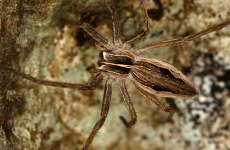 Listspinne (Pisaura mirabilis) - © Christian Komposch